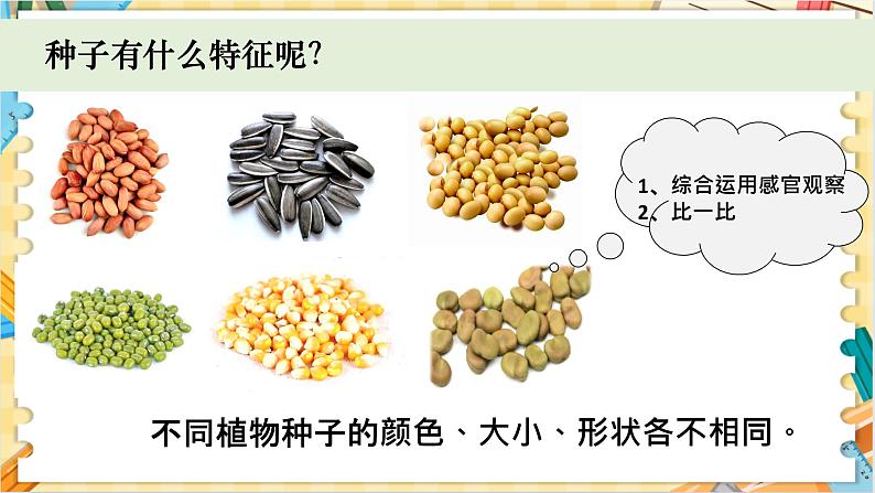 教科版科学四年级下册 1.1种子里孕育着新生命 教学课件第5页