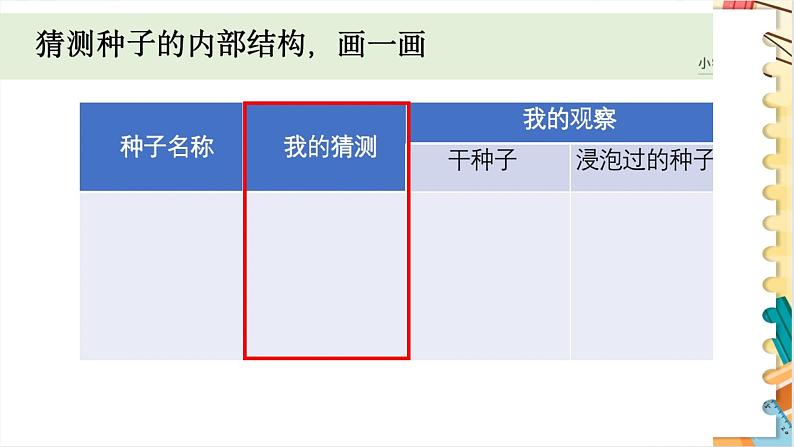 教科版科学四年级下册 1.1种子里孕育着新生命 教学课件第7页