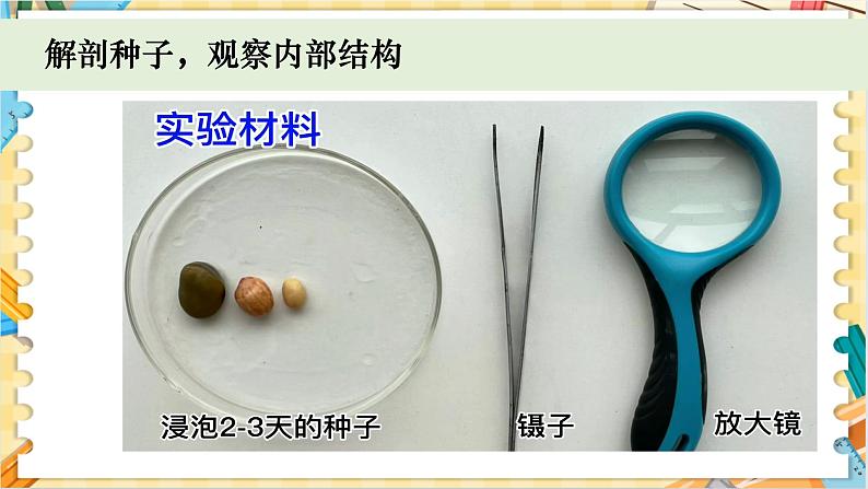 教科版科学四年级下册 1.1种子里孕育着新生命 教学课件第8页