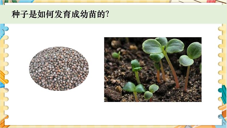 教科版科学四年级下册 1.2种植凤仙花 教学课件第2页