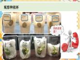 教科版科学四年级下册 1.3种子长出了根 教学课件