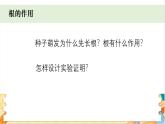 教科版科学四年级下册 1.3种子长出了根 教学课件