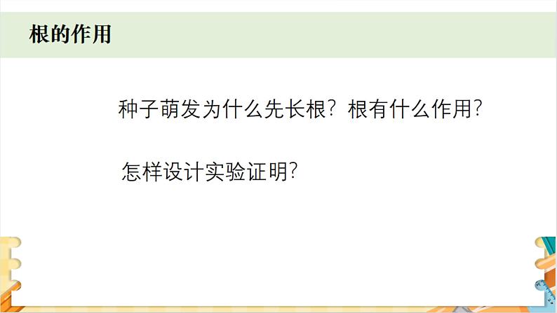 教科版科学四年级下册 1.3种子长出了根 教学课件05