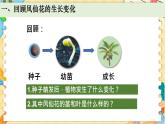 教科版科学四年级下册 1.4茎和叶 教学课件