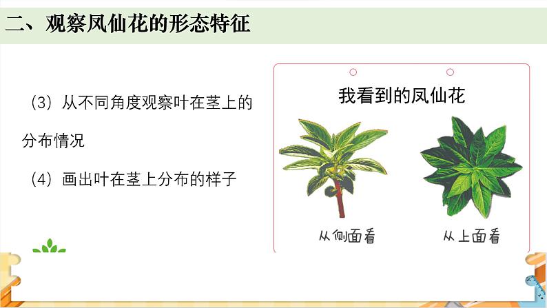 教科版科学四年级下册 1.4茎和叶 教学课件第4页