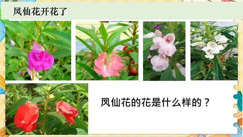 教科版科学四年级下册 1.5凤仙花开花了 教学课件02