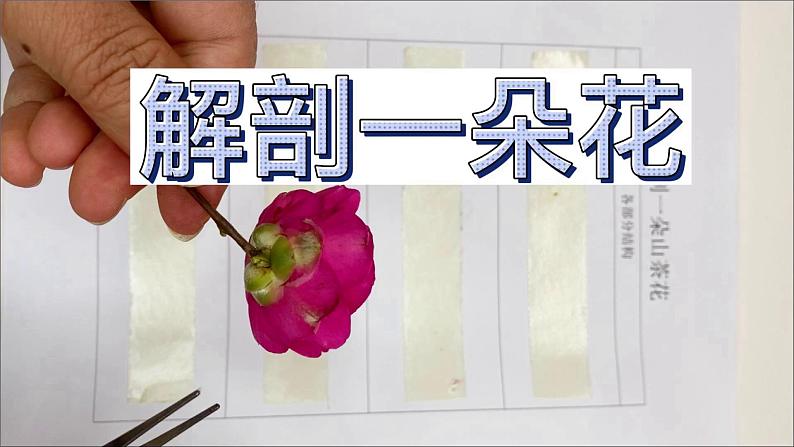 教科版科学四年级下册 1.5凤仙花开花了 教学课件03