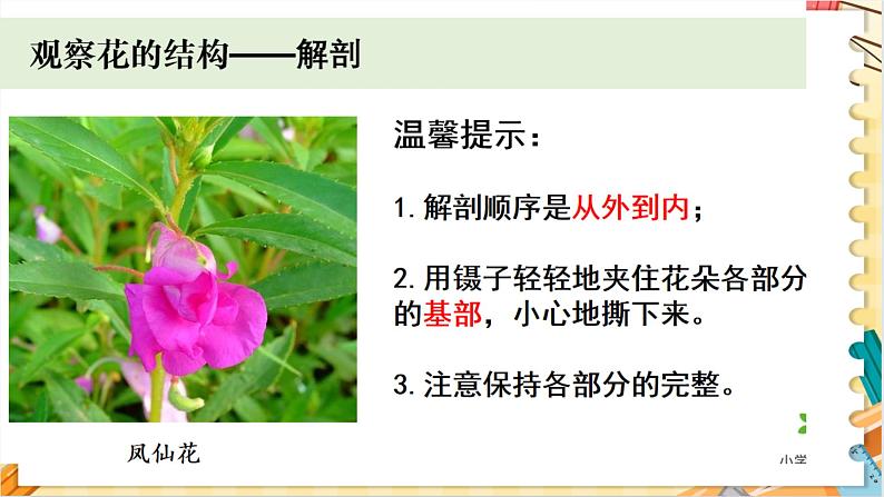 教科版科学四年级下册 1.5凤仙花开花了 教学课件04