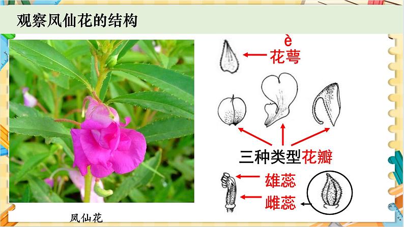 教科版科学四年级下册 1.5凤仙花开花了 教学课件05