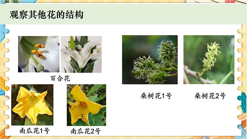 教科版科学四年级下册 1.5凤仙花开花了 教学课件06