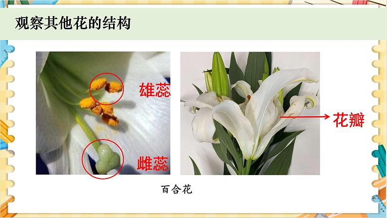 教科版科学四年级下册 1.5凤仙花开花了 教学课件08