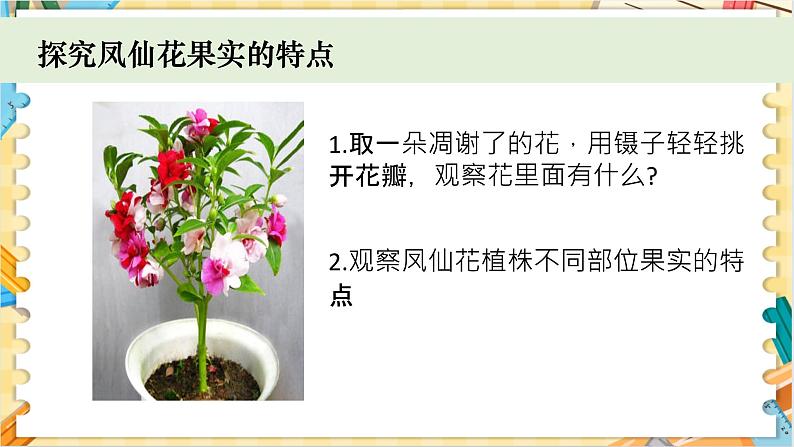 教科版科学四年级下册 1.6果实和种子 教学课件03