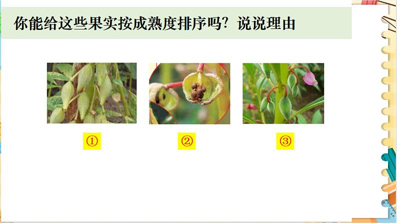 教科版科学四年级下册 1.6果实和种子 教学课件04