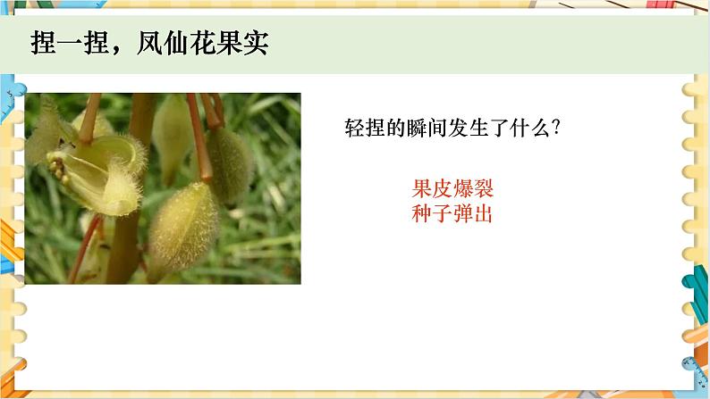 教科版科学四年级下册 1.7种子的传播 教学课件03