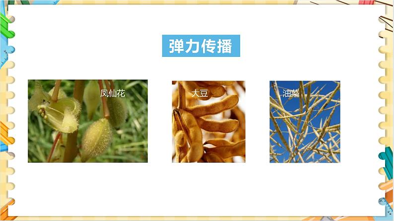 教科版科学四年级下册 1.7种子的传播 教学课件05