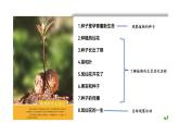 教科版科学四年级下册 1.9植物的生长变化单元整理 教学课件