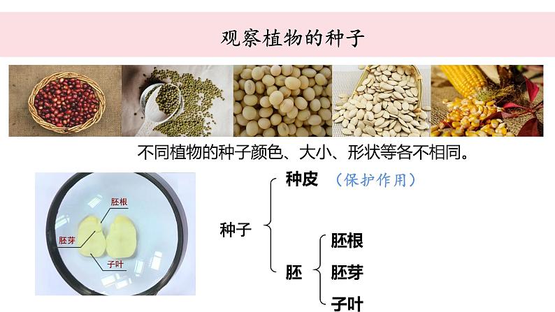 教科版科学四年级下册 1.9植物的生长变化单元整理 教学课件03