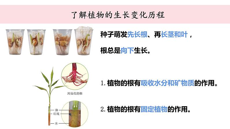 教科版科学四年级下册 1.9植物的生长变化单元整理 教学课件05