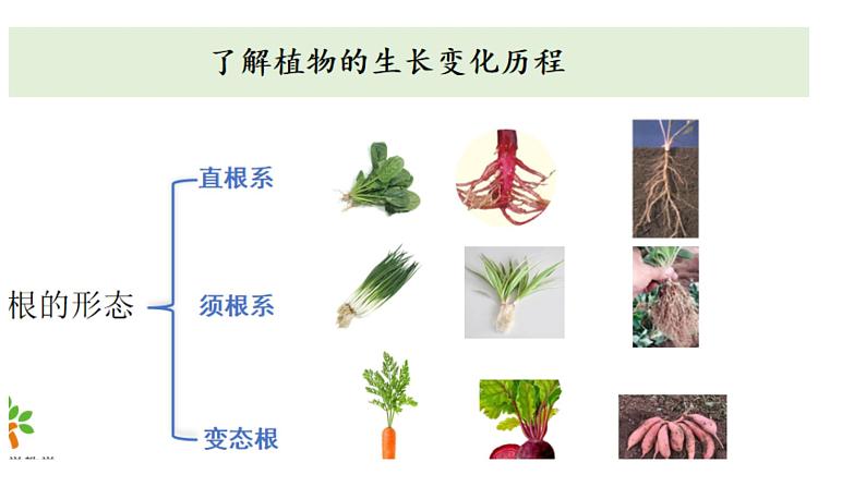 教科版科学四年级下册 1.9植物的生长变化单元整理 教学课件06