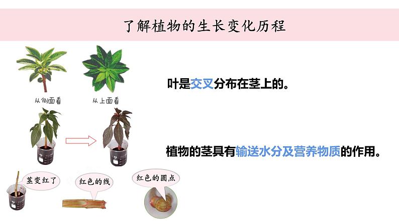 教科版科学四年级下册 1.9植物的生长变化单元整理 教学课件07