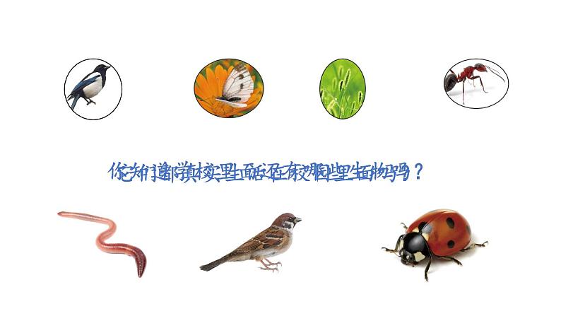 教科版六年级下册科学第二单元《1.校园生物大搜索》课件（定稿）第6页