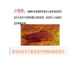 教科版六年级下册科学第二单元《6.古代生物的多样性》课件（定稿）