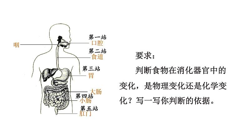 教科版六年级下册科学第四单元《6.生命体中的化学变化》课件（定稿）第6页