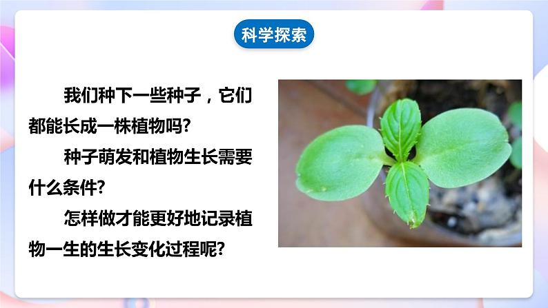 【核心素养】教科版科学四下1.2《种植凤仙花》课件+素材06
