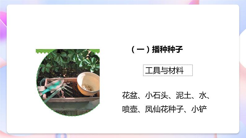 【核心素养】教科版科学四下1.2《种植凤仙花》课件+素材07