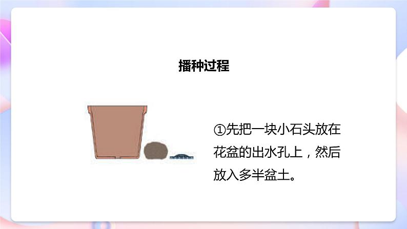 【核心素养】教科版科学四下1.2《种植凤仙花》课件+素材08