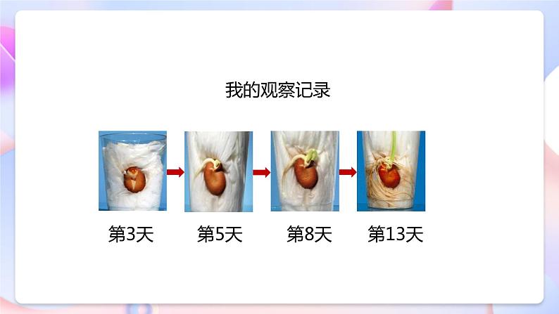 【核心素养】教科版科学四下1.3《种子长出了根》课件+素材08