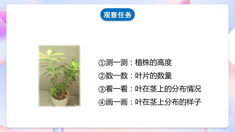 【核心素养】教科版科学四下1.4《茎和叶》课件+素材08