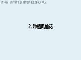 杭州教科版四年级下册科学第一单元《2.种植凤仙花》课件