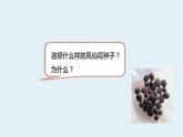 杭州教科版四年级下册科学第一单元《2.种植凤仙花》课件