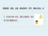 杭州教科版四年级下册科学第一单元《2.种植凤仙花》课件