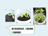 杭州教科版四年级下册科学第一单元《4.茎和叶》课件