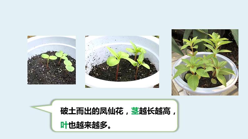 杭州教科版四年级下册科学第一单元《4.茎和叶》课件第2页