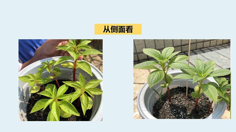 杭州教科版四年级下册科学第一单元《4.茎和叶》课件第4页