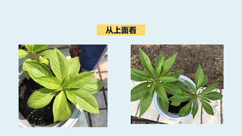 杭州教科版四年级下册科学第一单元《4.茎和叶》课件第5页