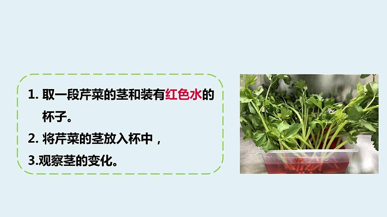 杭州教科版四年级下册科学第一单元《4.茎和叶》课件第6页