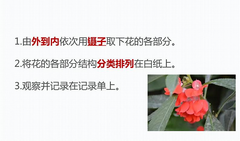 杭州教科版四年级下册科学第一单元《5.凤仙花开花了》课件05