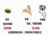 杭州教科版四年级下册科学第一单元《7.种子的传播》课件