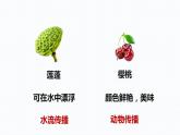 杭州教科版四年级下册科学第一单元《7.种子的传播》课件