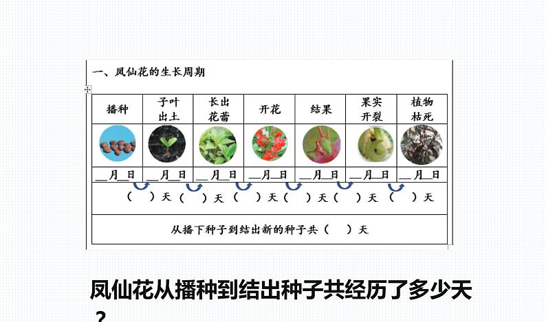 杭州教科版四年级下册科学第一单元《8.凤仙花的一生》课件第4页