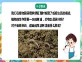 【核心素养】教科版科学五下1.4《蚯蚓的选择》课件+素材