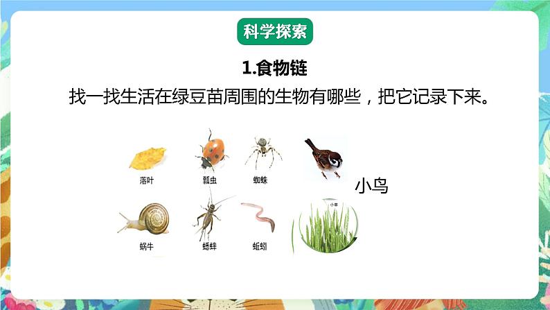 【核心素养】教科版科学五下1.6《食物链和食物网》课件+素材06