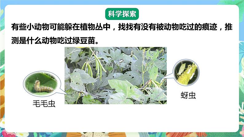 【核心素养】教科版科学五下1.6《食物链和食物网》课件+素材07