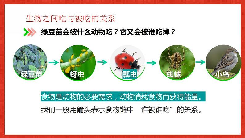 教科版科学五年级下册1.6《食物链和食物网》课件+教案+练习08