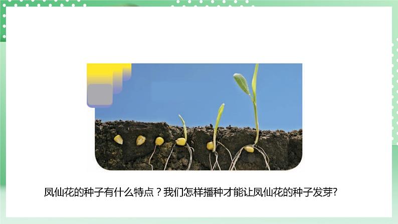 【核心素养】人教鄂教版科学三年级下册 2.4《播种发芽》课件第8页