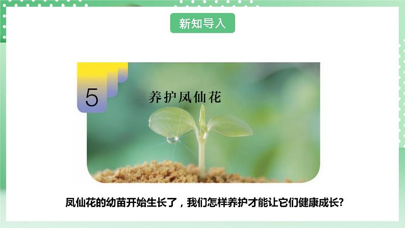 【核心素养】人教鄂教版科学三年级下册 2.5《养护凤仙花》课件第6页